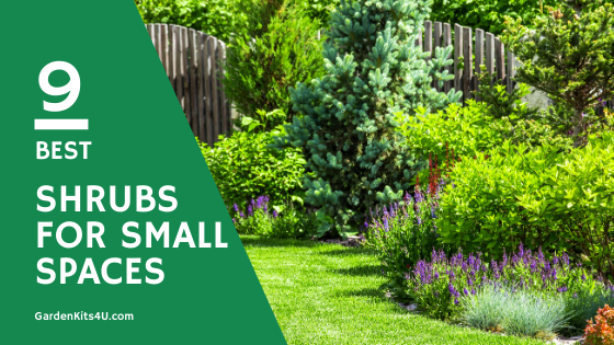 best shrubs for small spaces